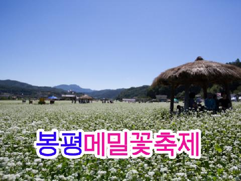 봉평메밀꽃축제 (당일)