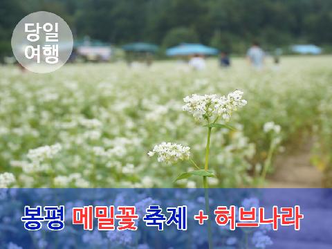 봉평 메밀꽃 축제 + 허브나라