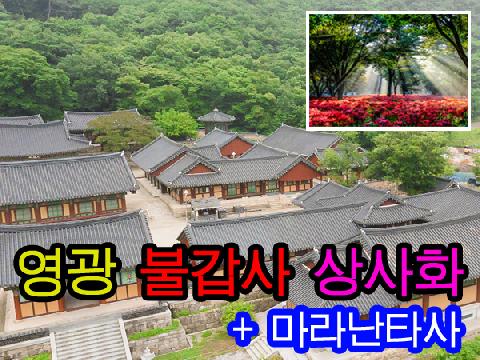 영광 불갑사+상사화+마라난타사+숲쟁이 꽃동산 (당일)