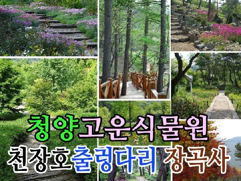 청양 고운식물원+천장호출렁다리+장곡사