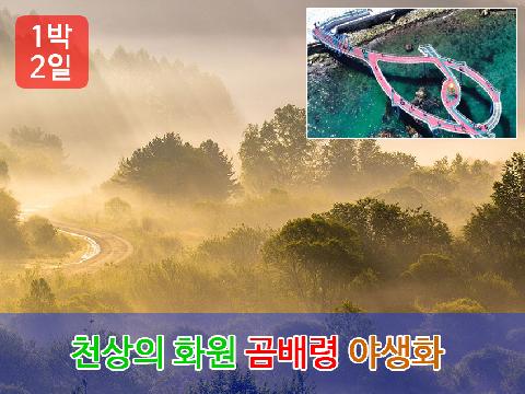 천상의 화원 곰배령 야생화 (1박 2일)