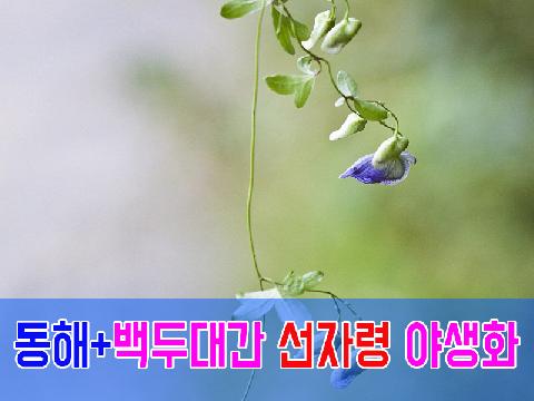 동해 + 백두대간 선자령 야생화 ( 1박2일 )