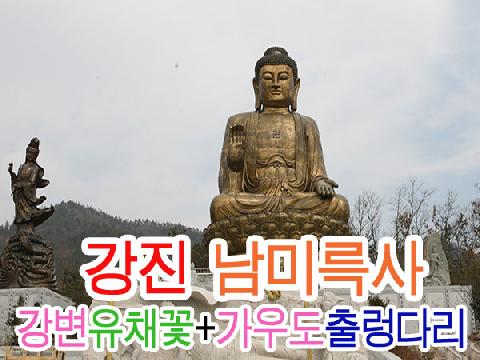 강진 남미륵사+강변 유채꽃+가우도 출렁다리