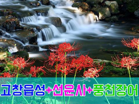 고창읍성 + 선운사 + 풍천장어 ( 당일 )