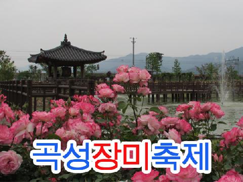곡성 장미축제