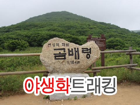 곰배령 야생화 트래킹 ( 1박 2일 )
