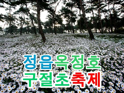 정읍 옥정호, 구절초 축제 관광