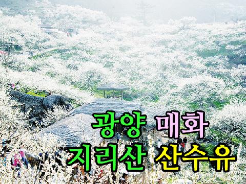 광양 매화 + 지리산 산수유