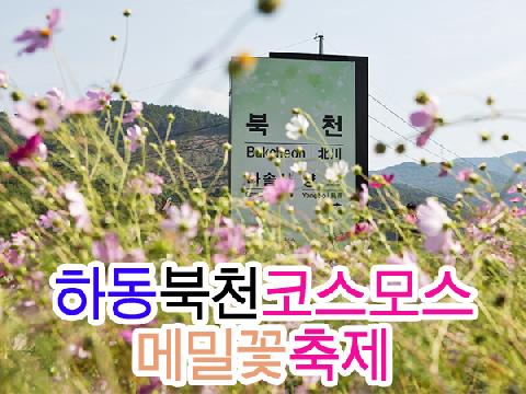 하동 북천 코스모스 메밀꽃 축제