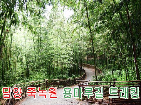 담양 죽녹원 + 용마루길 트래킹