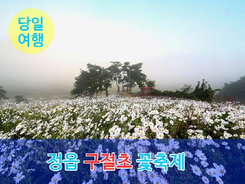 제16회 정읍 구절초 꽃축제