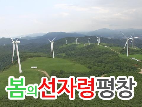 봄의 선자령(평창) 야생화천국을 걷다 ( 1박 2일 )