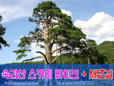 속리산 스카이 바이크 + 새조길 (당일)