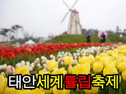 태안 세계튤립축제