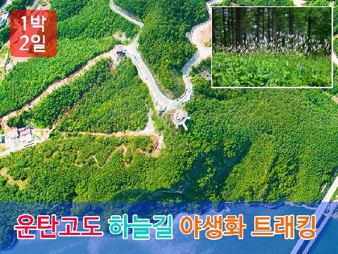 운탄고도 하늘길, 야생화 트래킹 (1박 2일)