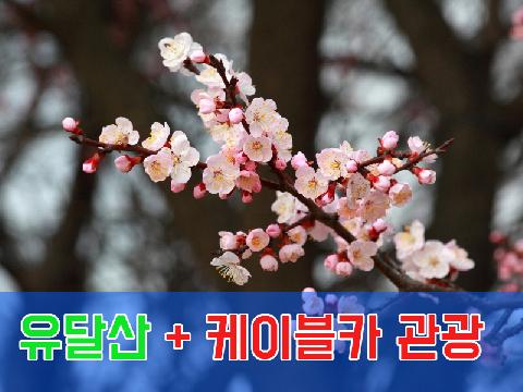 유달산 + 케이블카 관광 (당일)